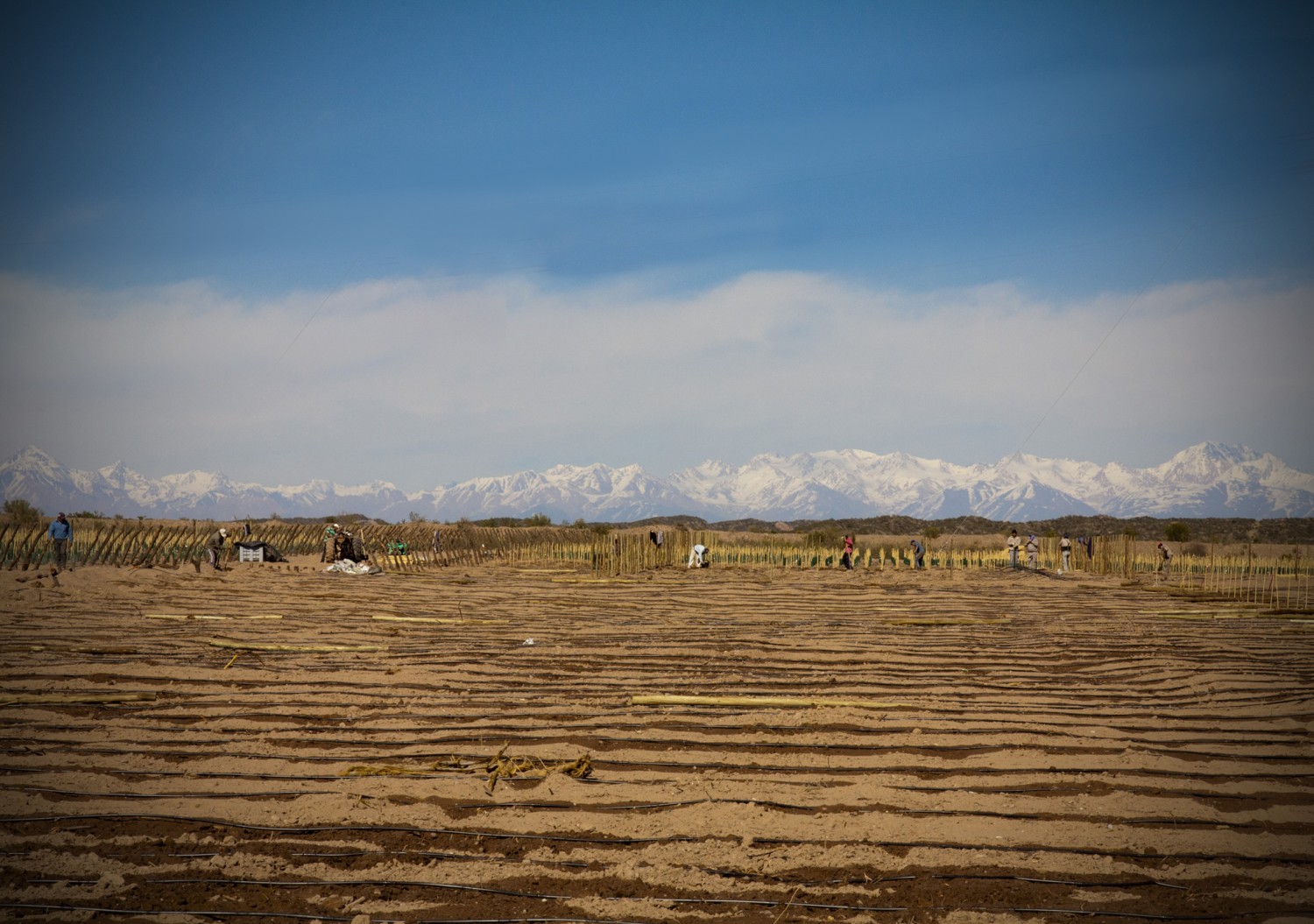 New Malbec Vineyard, Altos Las Hormigas, Mendoza, Argentina