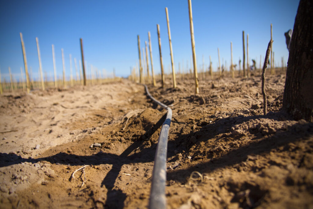 Drip Irrigation, Vineyard Altos Las Hormigas, Malbec, Mendoza, Argentina Wine