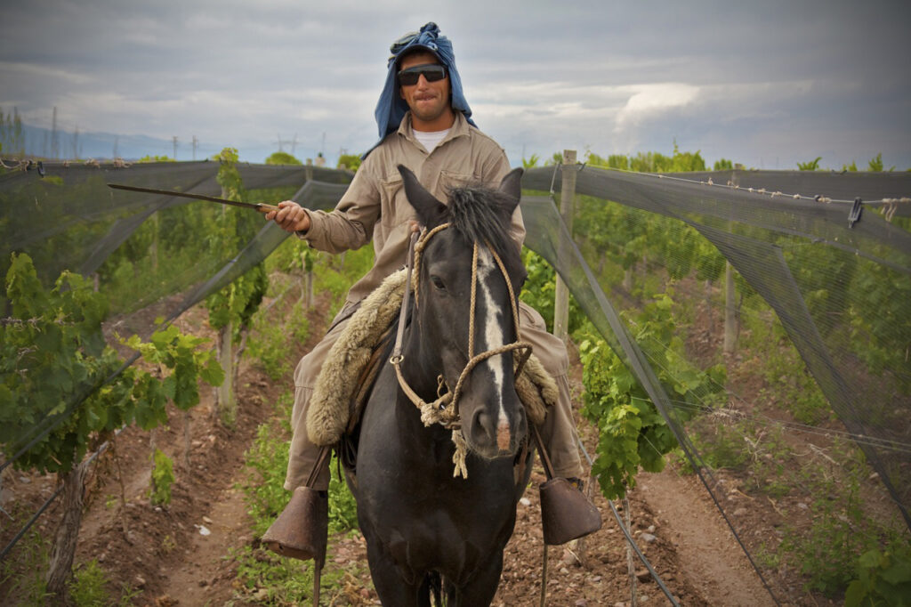 Altos Las Hormigas Malbec Vineyards, Terroir, Biodynamic Viticulture, Mendoza, Argentina