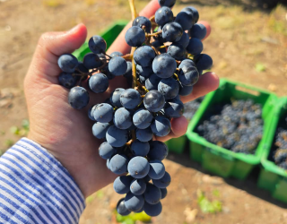 Racimo tinta